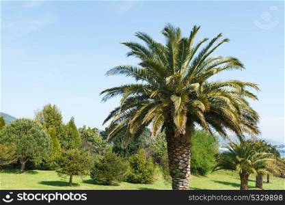 Beautiful palm tree in a green countryside
