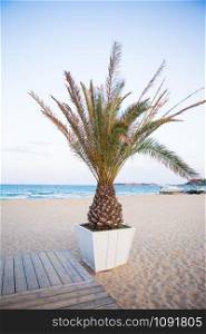 beautiful palm tree in a pot is on the beach near the sea.. beautiful palm tree in a pot is on the beach near the sea