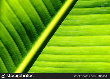 Beautiful palm tree leaf background