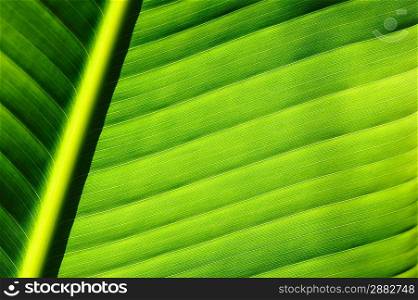 Beautiful palm tree leaf background