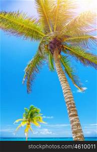 Beautiful palm tree on blue sky background, tropical resort, exotic nature, caribbean coastline, paradise beach, romantic summer holiday vacation