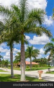 Beautiful palm trees on the sides of a narrow street in Cape Coral, Florida