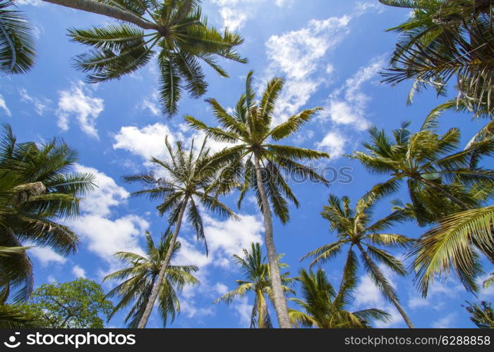 Beautiful Palm Trees on the Tropical Island.