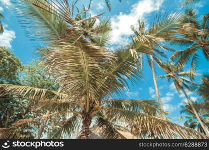 Beautiful Palm Trees on the Tropical Island.