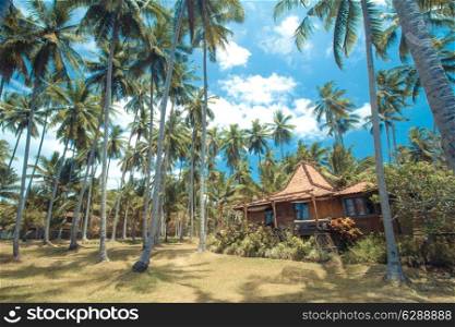 Beautiful Palm Trees on the Tropical Island.