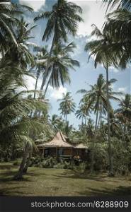 Beautiful Palm Trees on the Tropical Island.