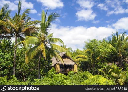 Beautiful Palm Trees on the Tropical Island.