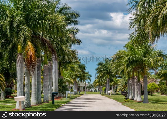 Beautiful palm trees perfectly lined up on the sides of a narrow street in Cape Coral, Florida