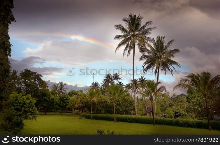 beautiful palms and rainbow
