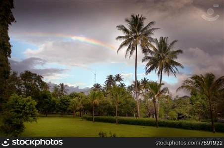 beautiful palms and rainbow