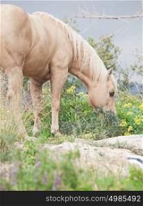 beautiful palomino stallion of quarterhorse breed