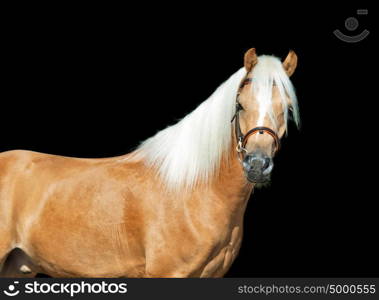 beautiful palomino welsh pony at black background