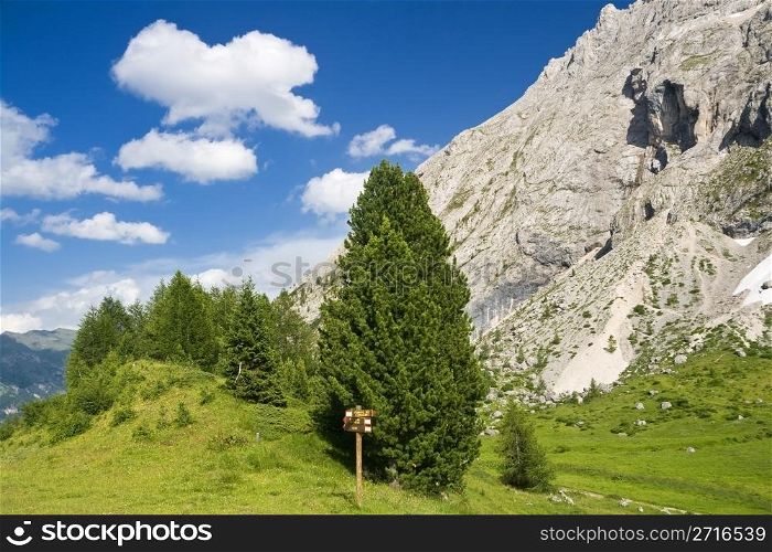 beautiful panorama in italian Dolomites with green meadow pine trees and mountain peek on background