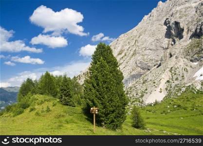 beautiful panorama in italian Dolomites with green meadow pine trees and mountain peek on background