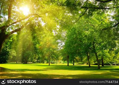 Beautiful panorama landscape with sun and forest and meadow at sunrise. Sun rays shine through trees.