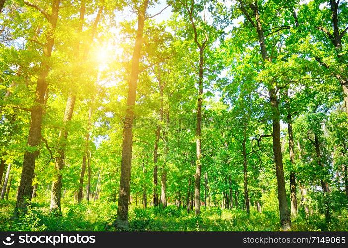 Beautiful panorama landscape with sun and forest and meadow at sunrise. Sun rays shine through trees.