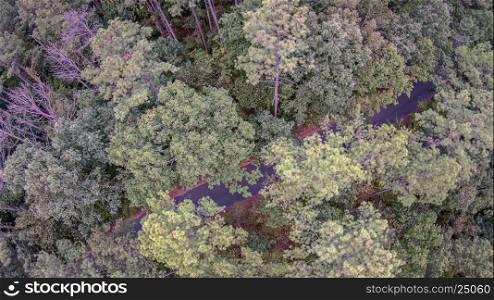 Beautiful panoramic photo over the tops of thick tree forest. Aerial view.