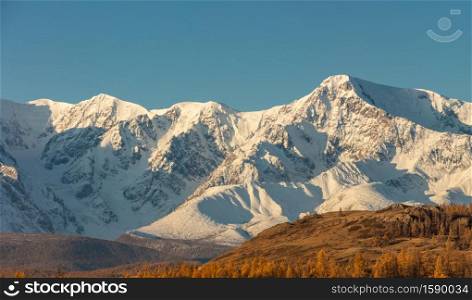 Beautiful panoramic shot of a white snowy mountain ridge and hills with trees in the foreground. Blue sky as a background. Fall time. Sunrise. Golden hour. Altai mountains, Russia.. Beautiful panoramic shot of a white snowy mountain ridge and hills with trees in the foreground. Blue sky as a background. Fall time. Sunrise. Golden hour. Altai mountains, Russia