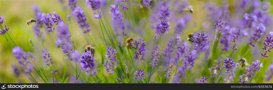 beautiful panoramic view on  scenic nature with honey bees collecting pollen in flowers of lavender in a garden 