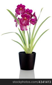 Beautiful Pansy Orchid - Miltonia Lawless Falls flowers in a dark flowerpot on white background.