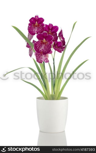 Beautiful Pansy Orchid - Miltonia Lawless Falls flowers in a white flowerpot on white background.