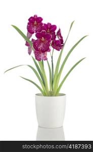 Beautiful Pansy Orchid - Miltonia Lawless Falls flowers in a white flowerpot on white background.