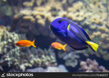 Beautiful Paracanthurus Hepatus inside Aquarium: Indo-Pacific Surgeonfish