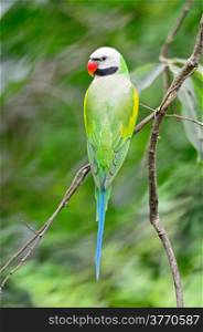 Beautiful Parakeet bird, male Red-breasted Parakeet (Psittacula alexandri), back profile