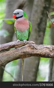 Beautiful Parakeet bird, Red-breasted Parakeet (Psittacula alexandri), breasted profile