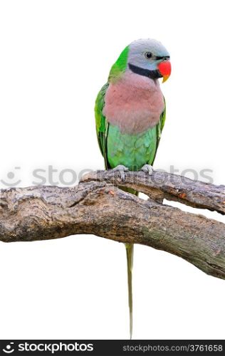 Beautiful Parakeet bird, Red-breasted Parakeet (Psittacula alexandri), breasted profile, isolated on a white background