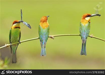 Beautiful parents of Chestnut-headed Bee-eater (Merops leschenaulti) on a branch in green nature background