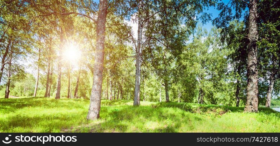 Beautiful park background. Plants and trees landscape. Beautiful park background