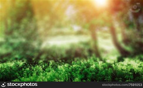 Beautiful park background. Plants and trees landscape. Beautiful park background