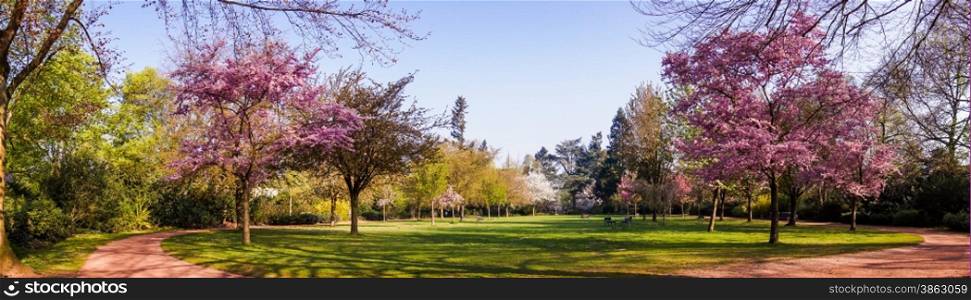 Beautiful park garden in spring. Spring panorama in park