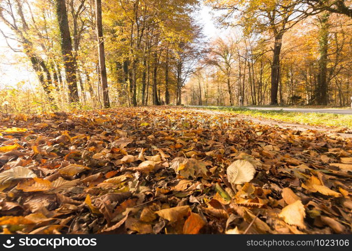 Beautiful park in autumn, bright sunny day with colorful leaves on the floor