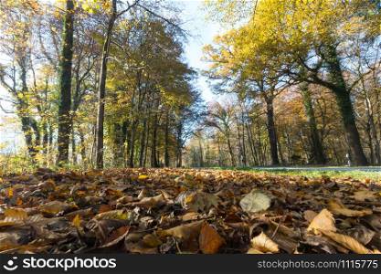 Beautiful park in autumn, bright sunny day with colorful leaves on the floor