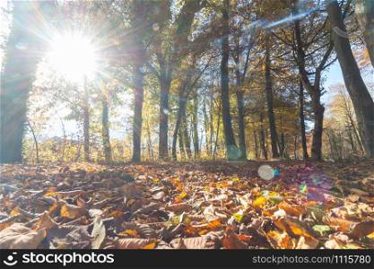 Beautiful park in autumn, bright sunny day with colorful leaves on the floor