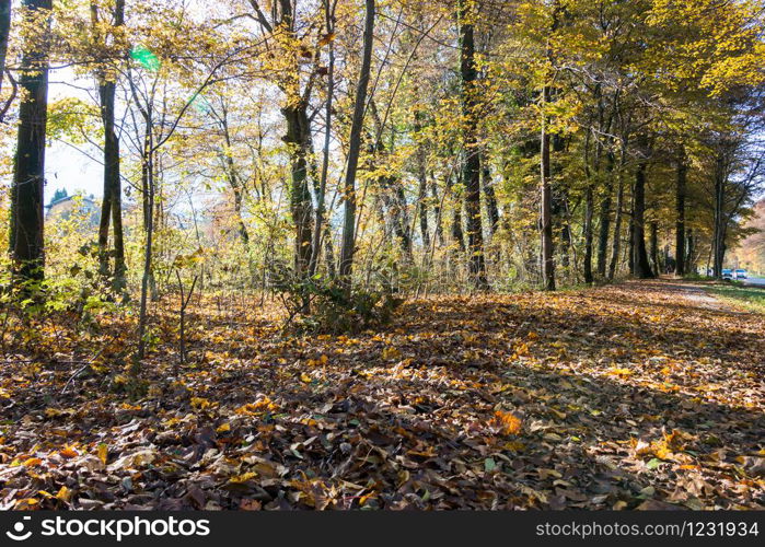 Beautiful park in autumn, bright sunny day with colorful leaves on the floor