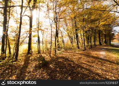 Beautiful park in autumn, bright sunny day with colorful leaves on the floor