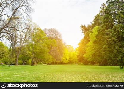 Beautiful park scene in public park with green grass field, green tree plant and a partly cloudy blue sky