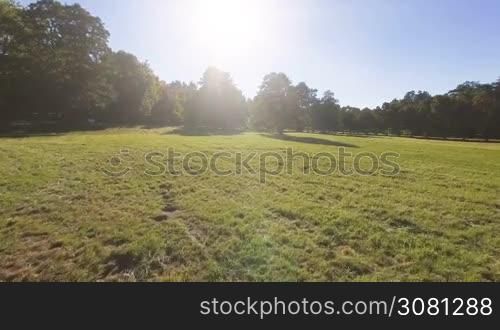 Beautiful park with green grass and trees on a sunny summer day