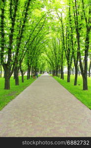 Beautiful park with many green trees and path. Beautiful city park with path and green trees and path