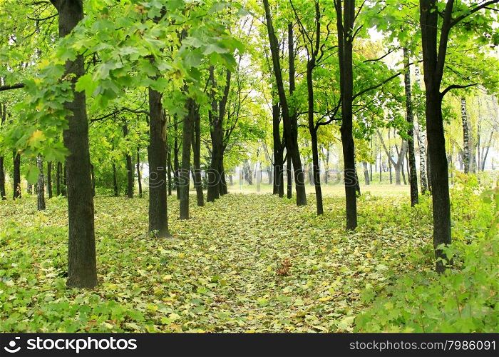 Beautiful park with many green trees. Beautiful city park with path and green trees