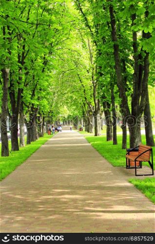 beautiful park with nice promenade path and big green trees. beautiful park with nice promenade path green grass benches and high big trees