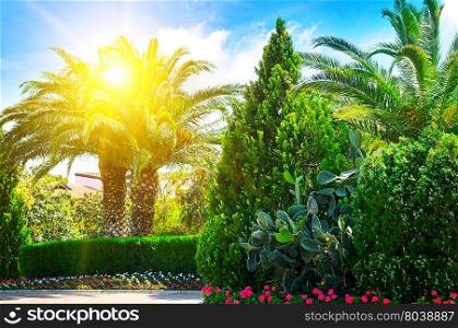 beautiful park with palm trees and evergreen plants