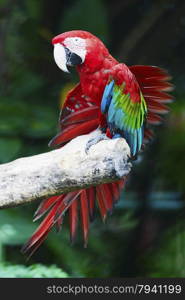 Beautiful parrot bird, Greenwinged Macaw, standing on the log, side profile