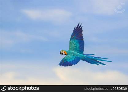 Beautiful parrot flying in the sky. Free flying bird