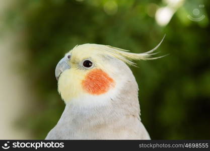 Beautiful parrot nymph gray with yellow crest