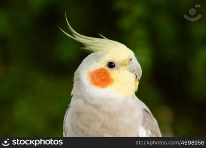 Beautiful parrot nymph gray with yellow crest