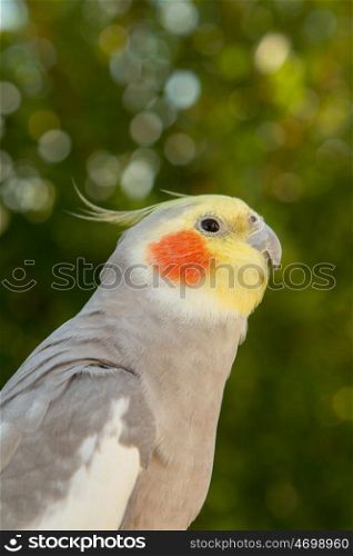 Beautiful parrot nymph gray with yellow crest